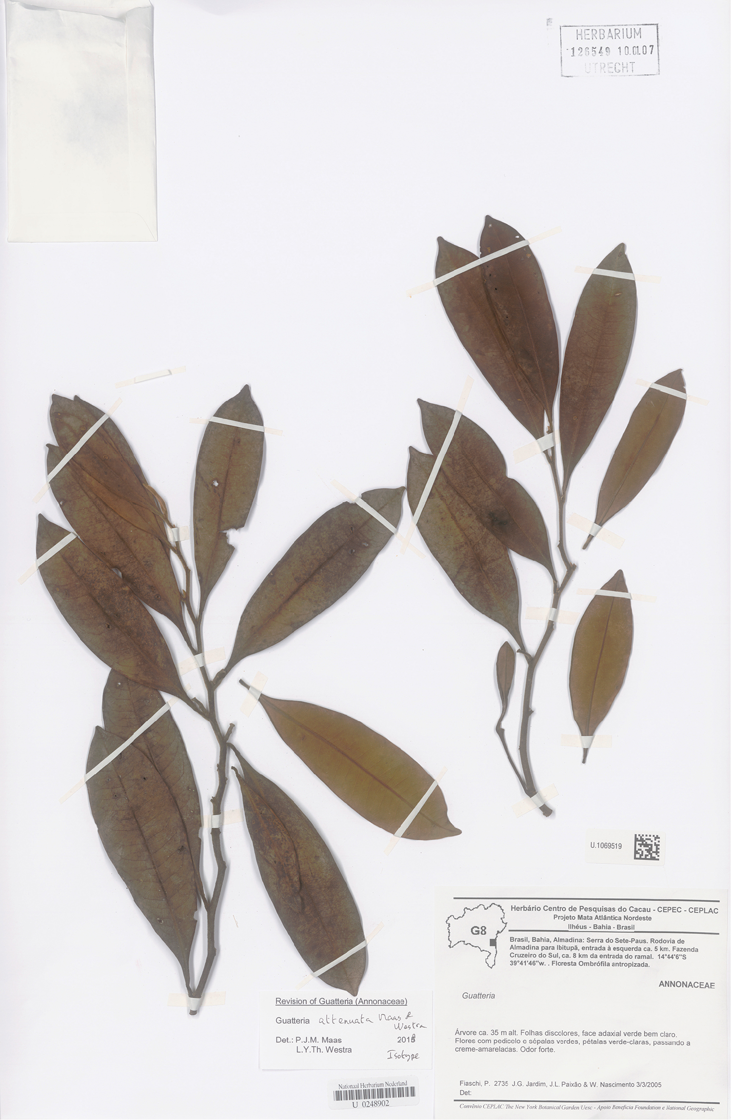 Twelve New And Exciting Annonaceae From The Neotropics