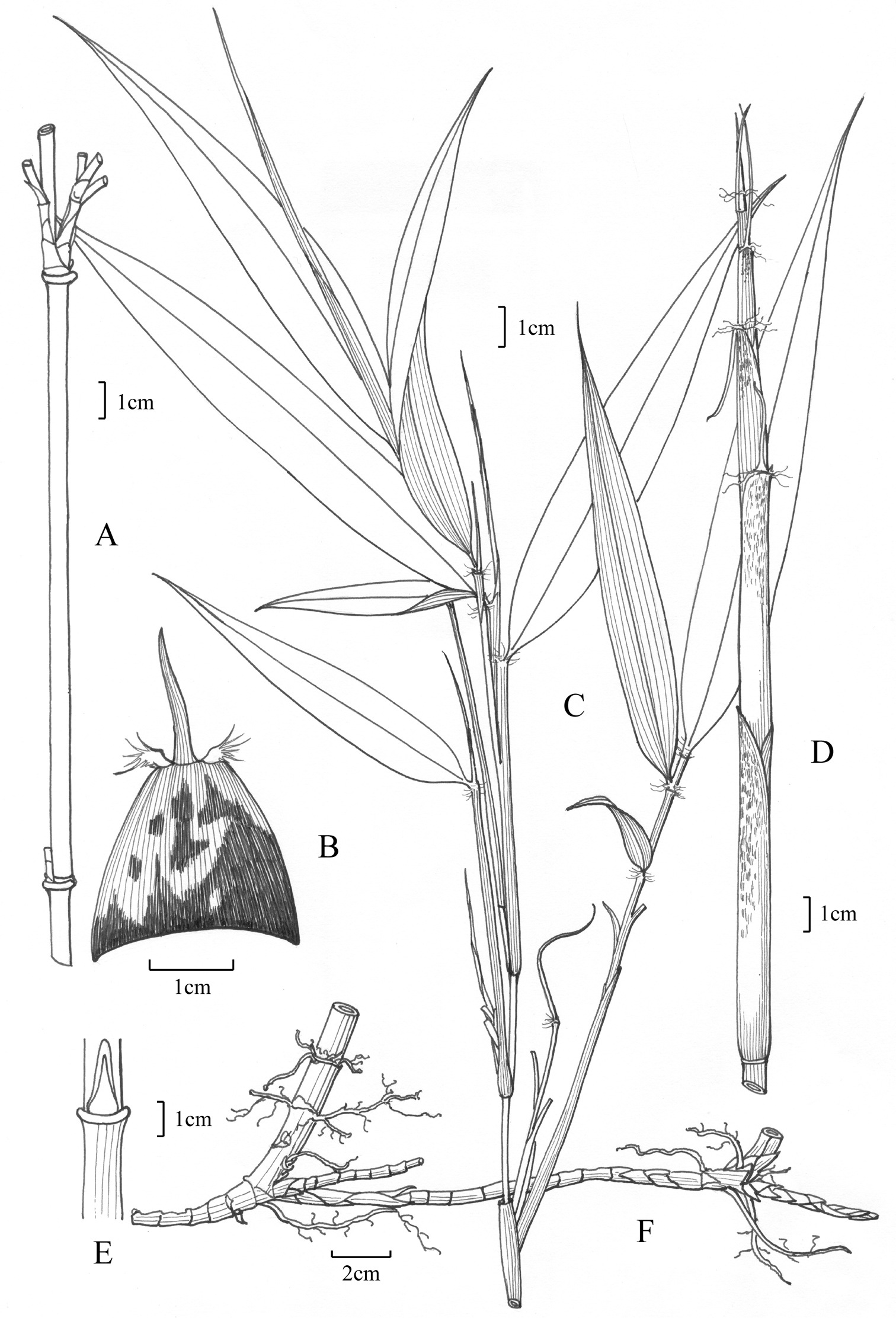 Yushania tongpeii (Poaceae, Bambusoideae), a new bamboo species from ...