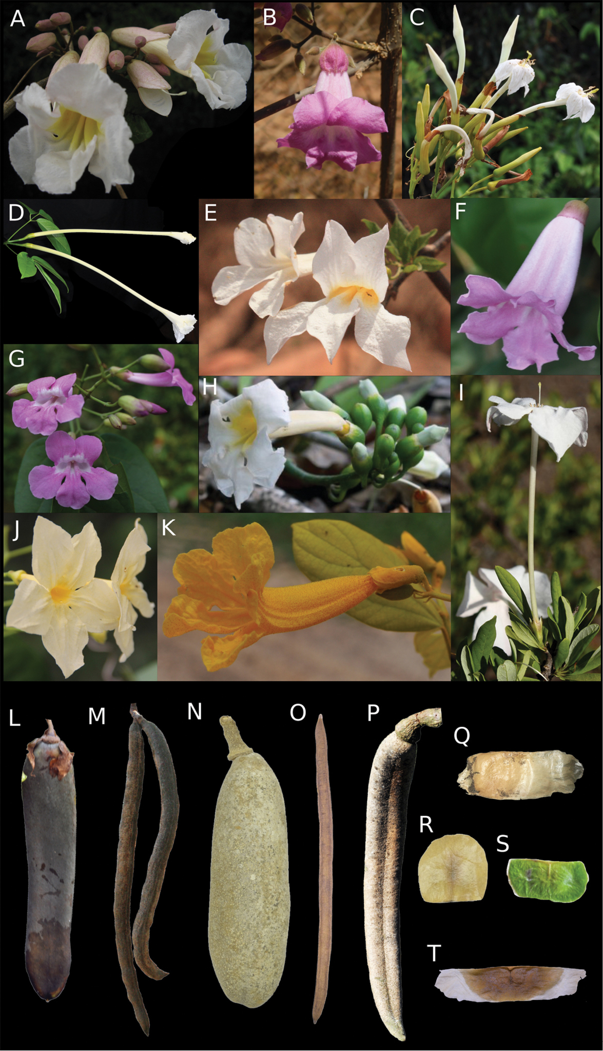 An Updated Synopsis Of Tanaecium Bignonieae Bignoniaceae