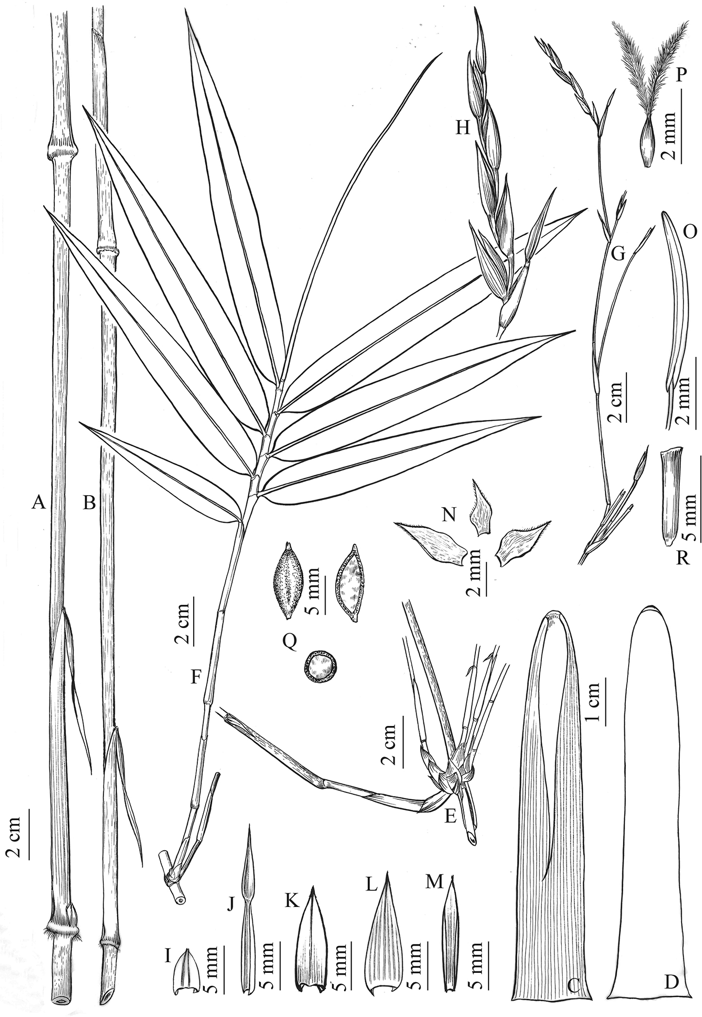 Khoonmengia honbaensis, a new genus and species of temperate bamboo ...