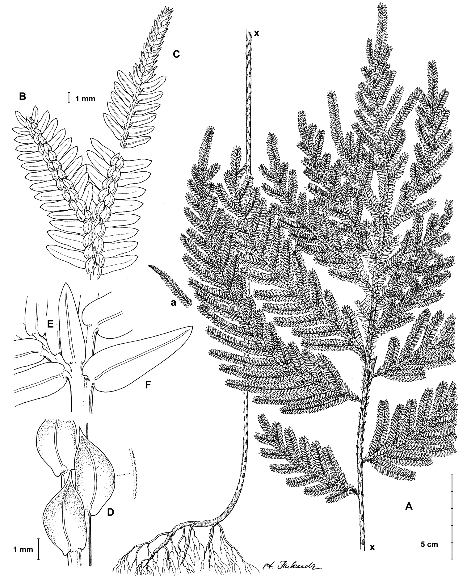 Taxonomic innovations in South American Selaginella (Selaginellaceae ...