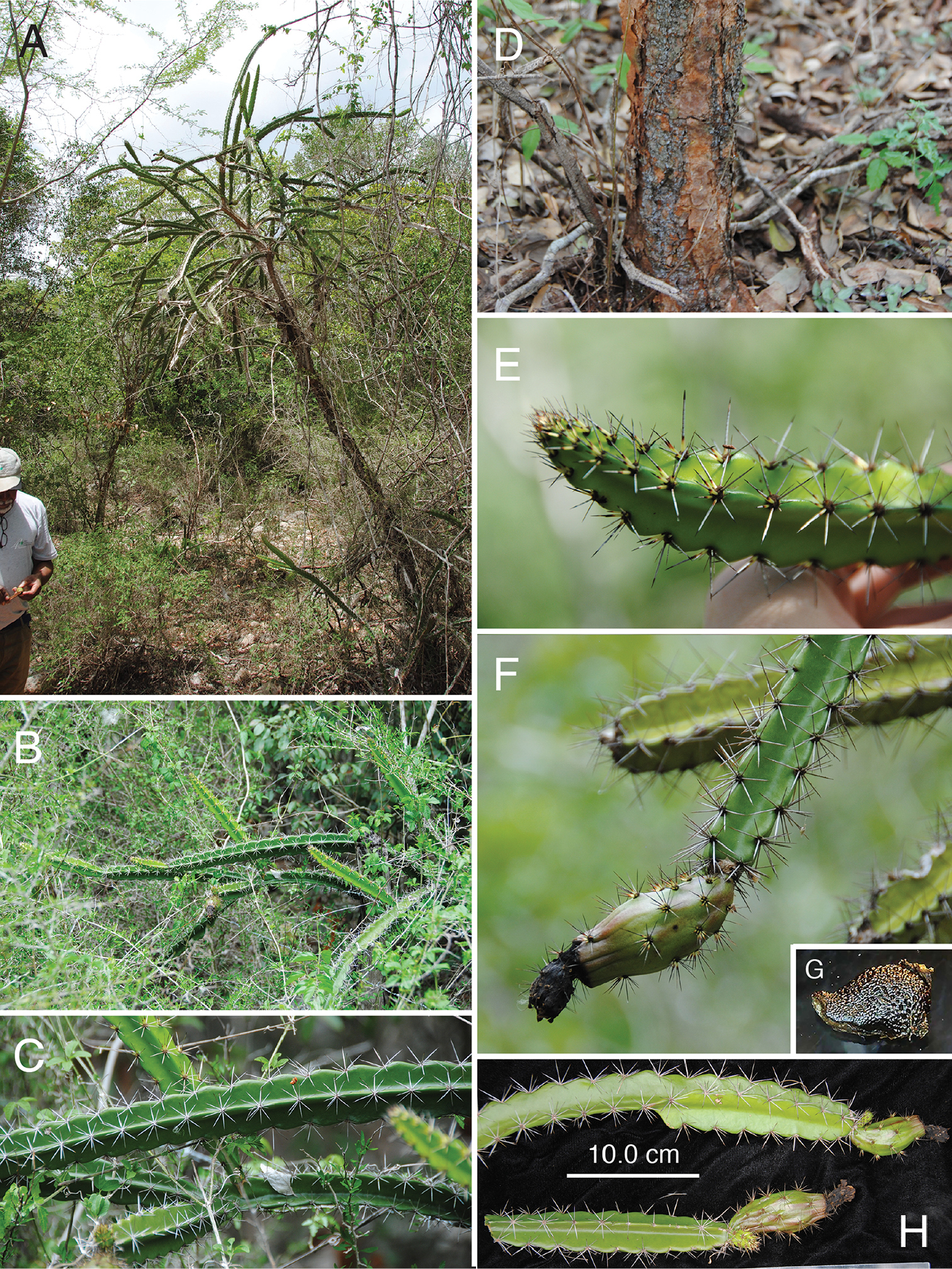 Phylogenetics of Leptocereus (Cactaceae) on Hispaniola: clarifying species  limits in the L. weingartianus complex and a new species from the Sierra de  Bahoruco