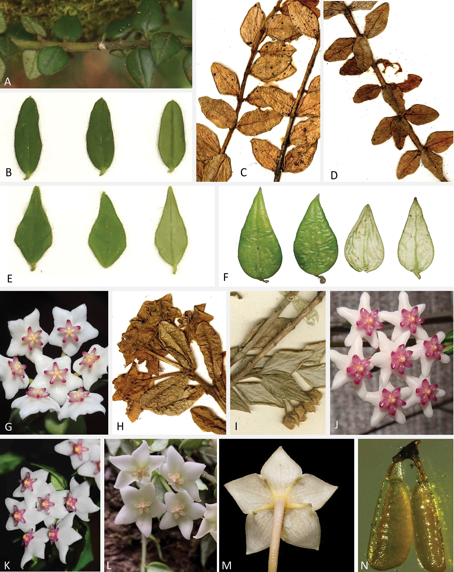 Hoya Pyrifolia Apocynaceae A New Species From South Western Yunnan China