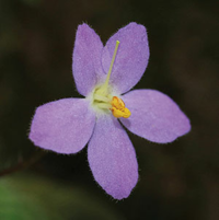 Two new combinations in Oreocharis (Gesneriaceae) based on Two new combinations in Oreocharis (Gesneriaceae) based on