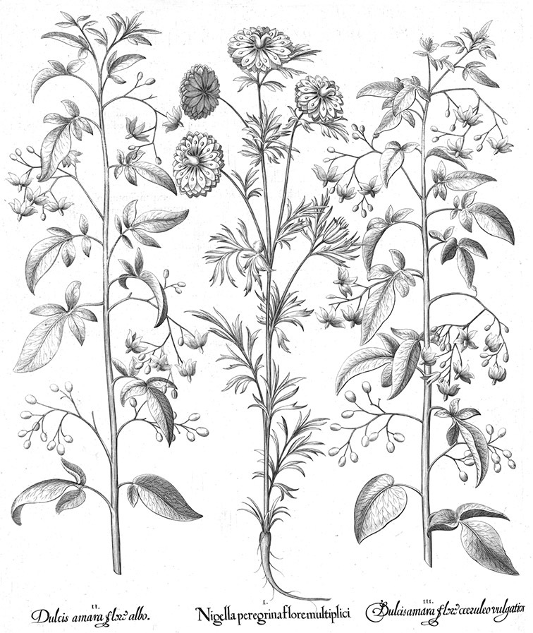 A revision of the Dulcamaroid Clade of Solanum L. (Solanaceae)