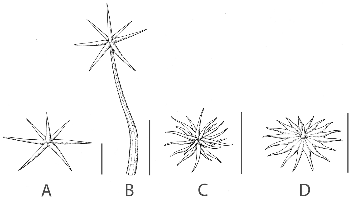 PDF] Plant stellate trichomes: strange contaminants appearing in